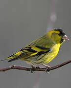 Eurasian Siskin