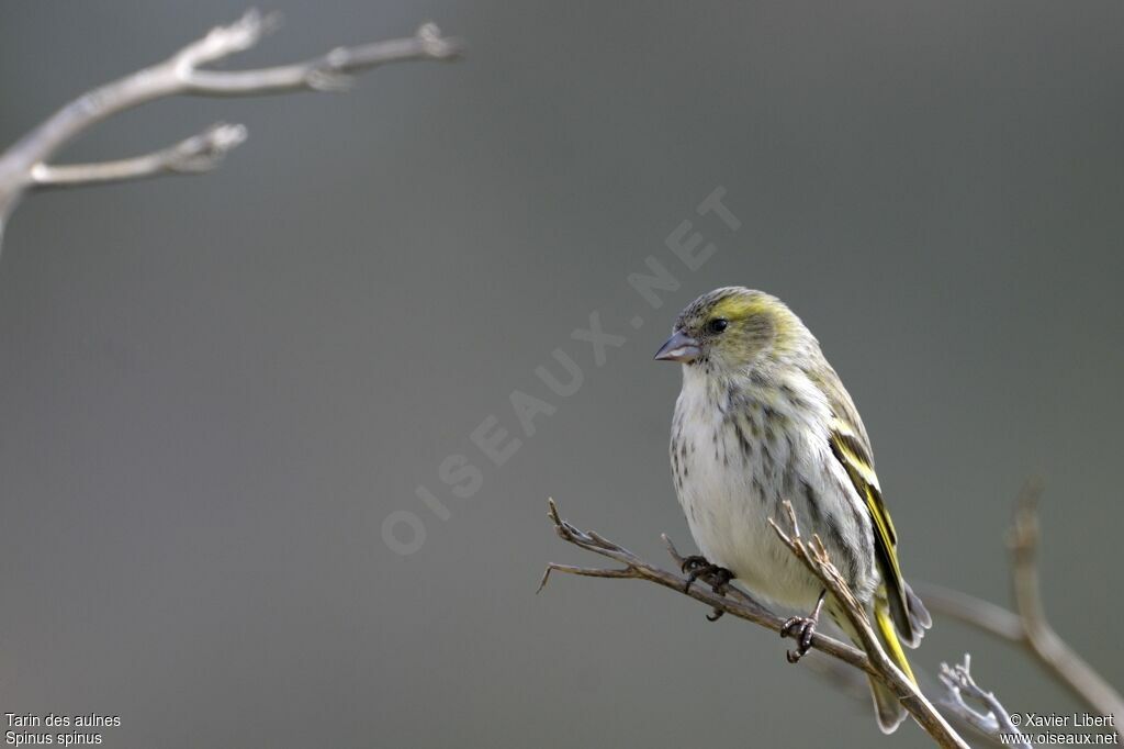 Tarin des aulnesjuvénile, identification