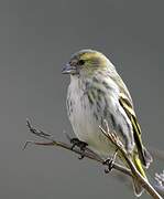 Eurasian Siskin