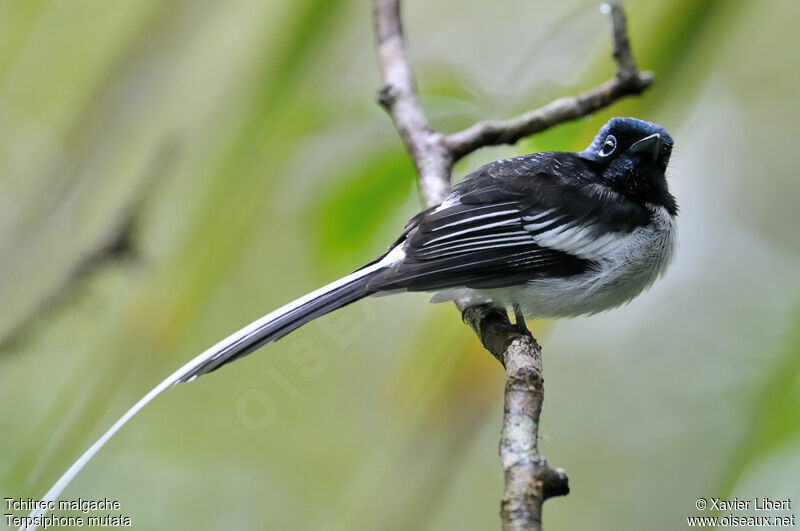 Malagasy Paradise Flycatcher male, identification