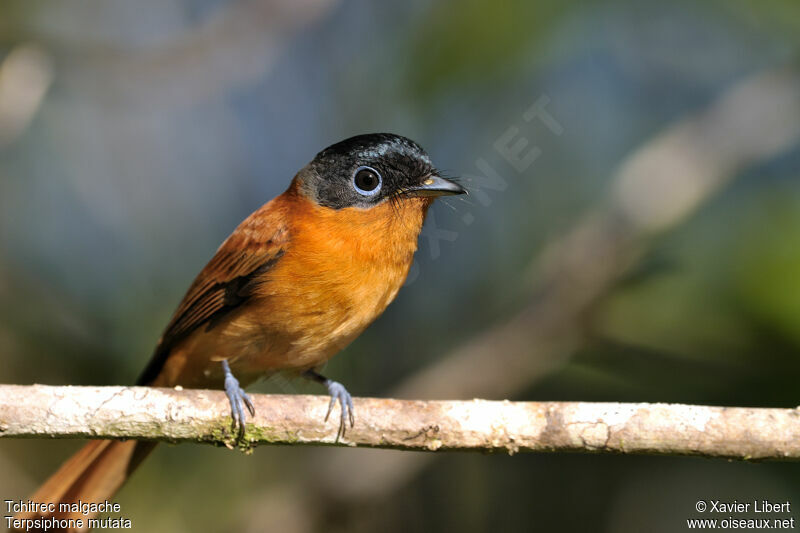 Tchitrec malgache femelle, identification