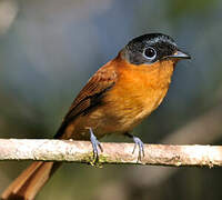 Malagasy Paradise Flycatcher