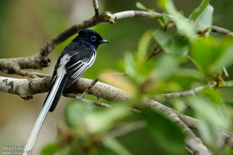 Tchitrec malgache mâle adulte nuptial, identification