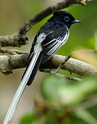 Malagasy Paradise Flycatcher