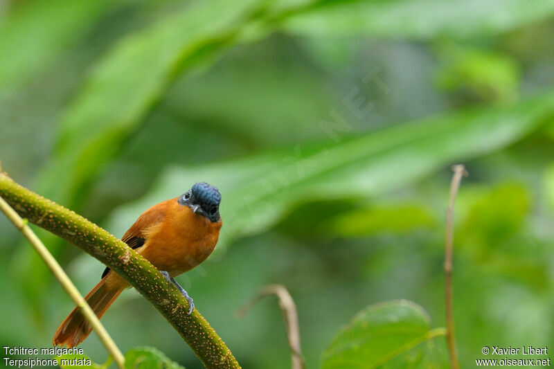 Tchitrec malgache femelle, identification