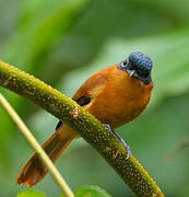 Malagasy Paradise Flycatcher