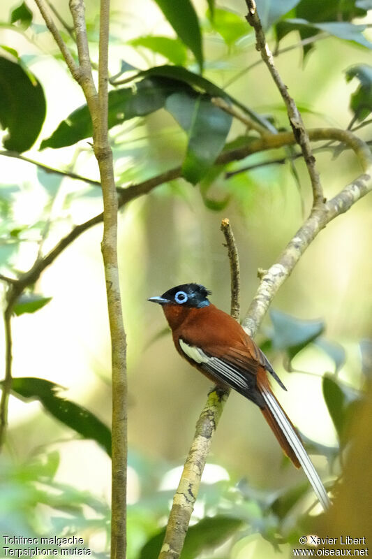 Tchitrec malgache mâle, identification