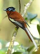 Malagasy Paradise Flycatcher