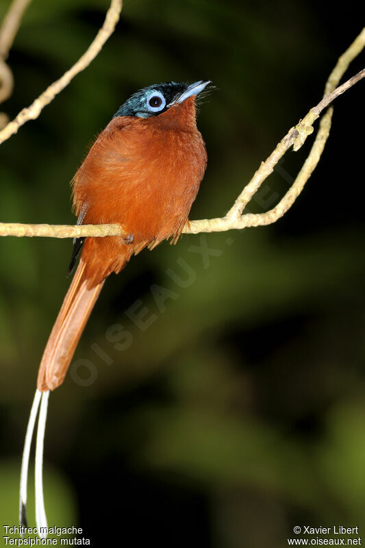 Tchitrec malgache mâle, identification