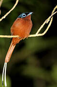 Malagasy Paradise Flycatcher