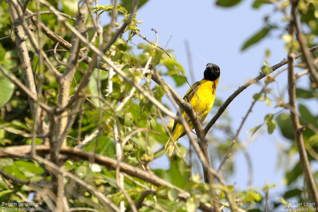 Village Weaver male adult, identification