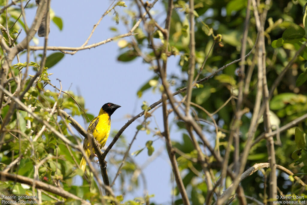 Village Weaver male adult, identification