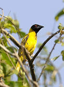 Village Weaver