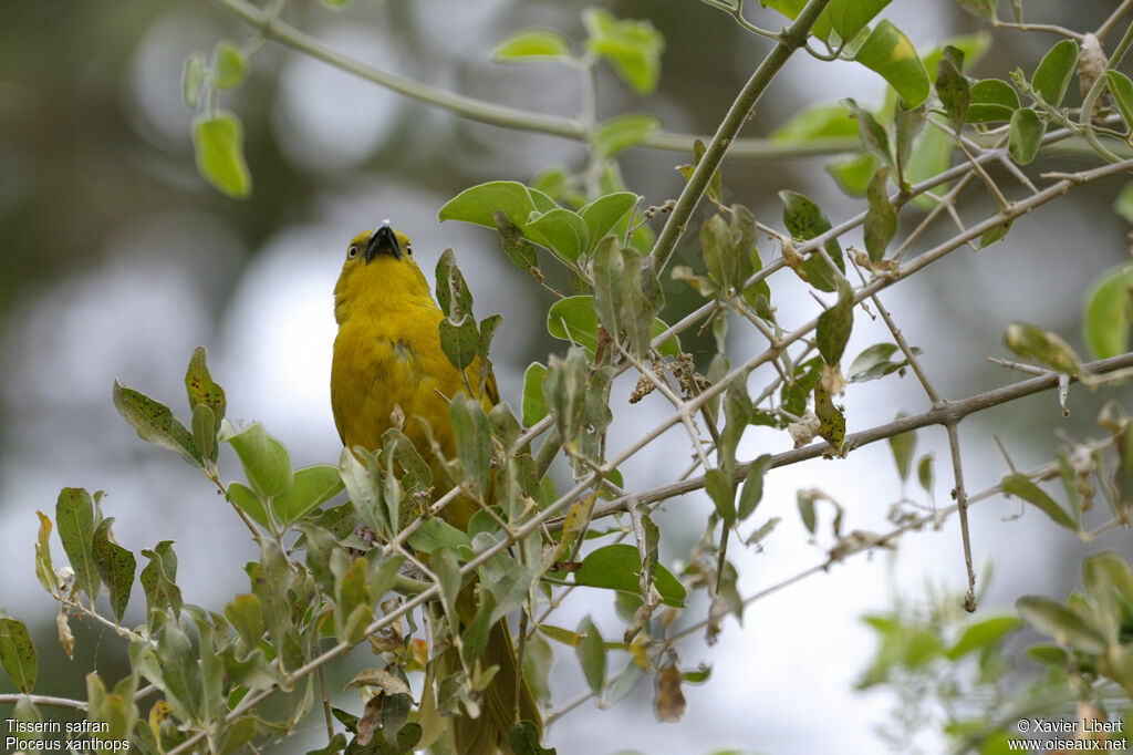 Holub's Golden Weaver male adult, identification