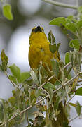 Holub's Golden Weaver