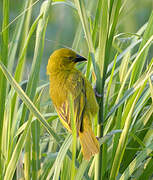 Holub's Golden Weaver