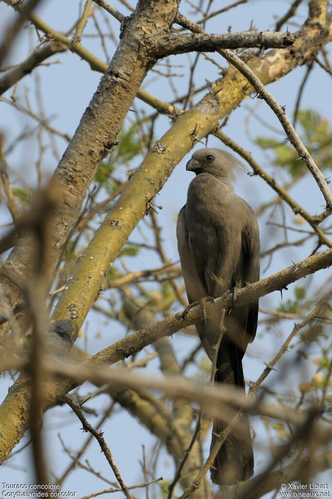 Touraco concoloreadulte, identification