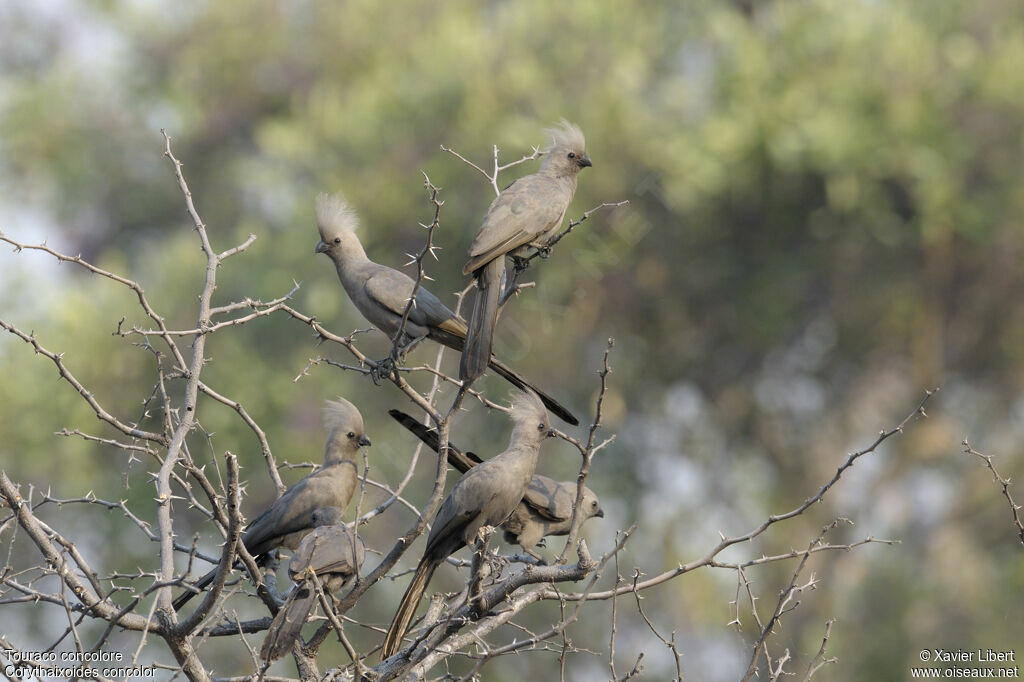 Grey Go-away-bird, identification, Behaviour