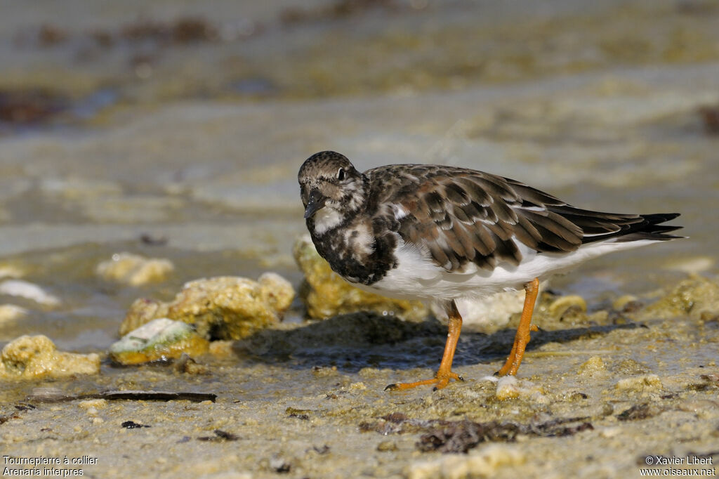 Tournepierre à colliersubadulte, identification