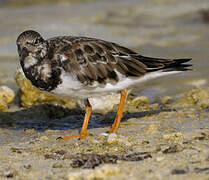 Ruddy Turnstone