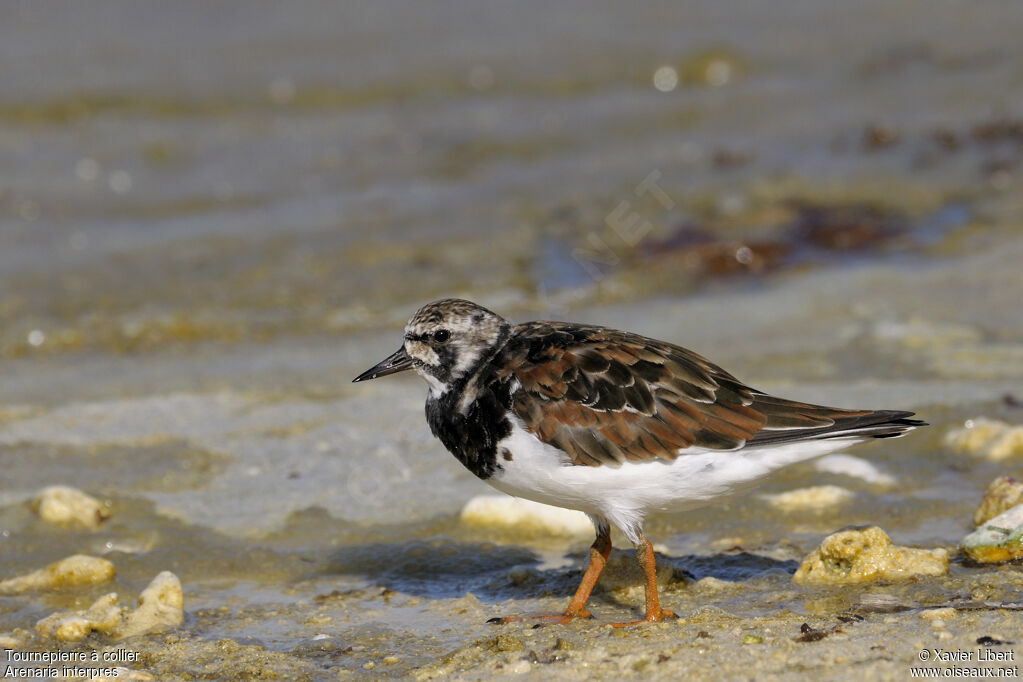 Ruddy Turnstoneadult post breeding, identification