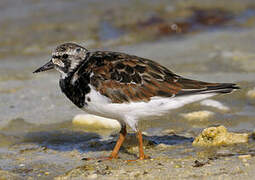 Ruddy Turnstone