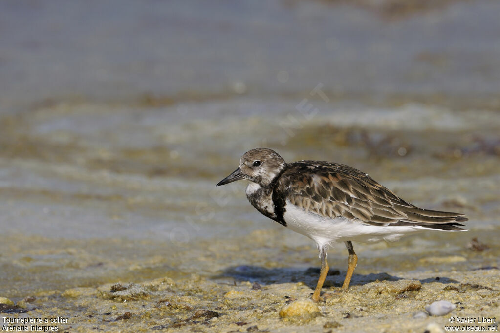 Tournepierre à collierjuvénile, identification