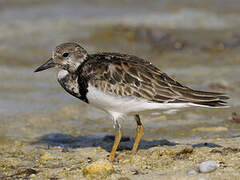 Ruddy Turnstone