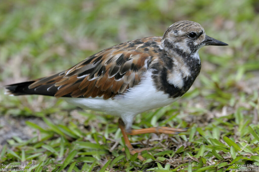 Tournepierre à collier, identification