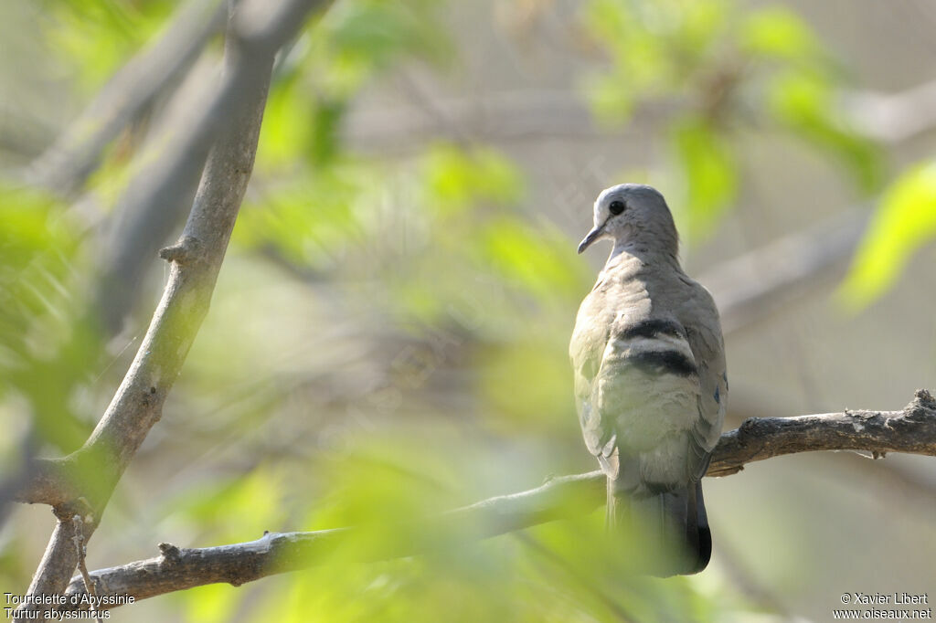 Tourtelette d'Abyssinie, identification