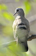 Black-billed Wood Dove