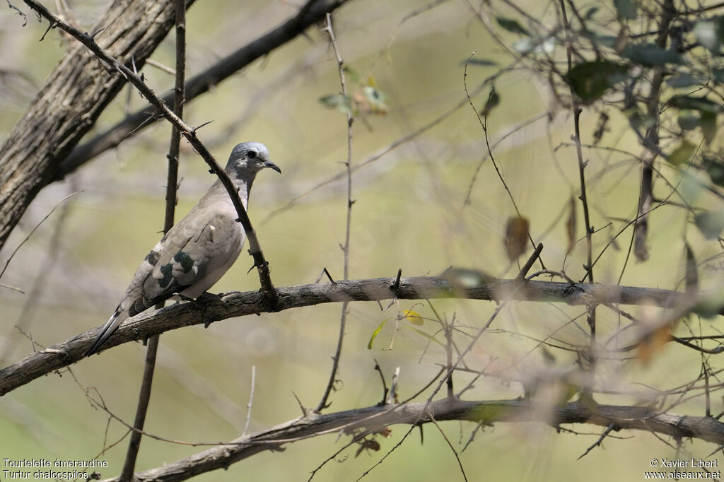 Tourtelette émeraudine, identification