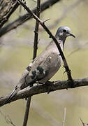 Emerald-spotted Wood Dove