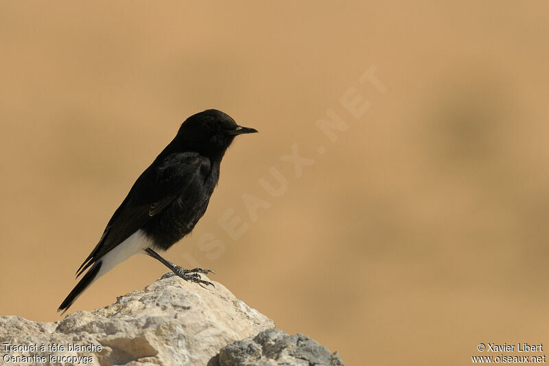 White-crowned Wheatear male, identification