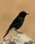 White-crowned Wheatear