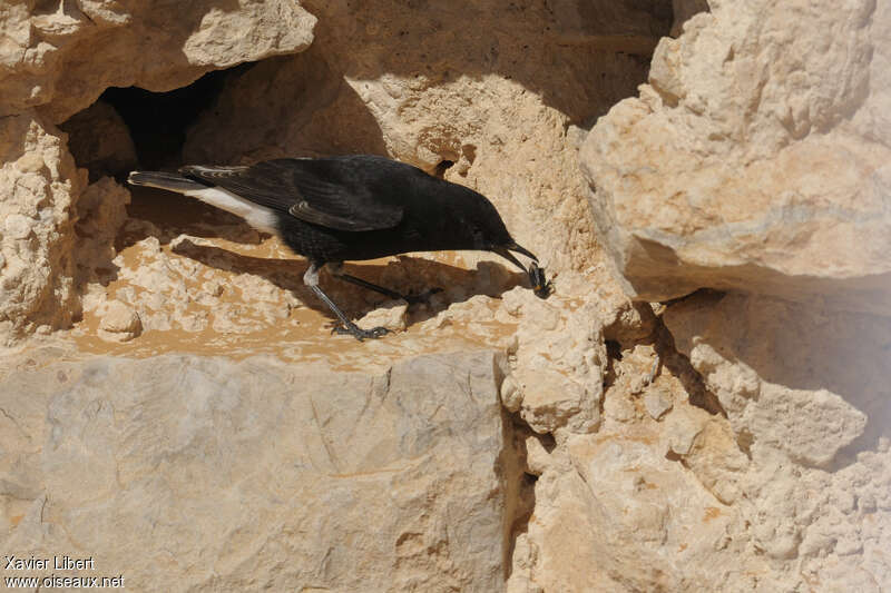 White-crowned Wheatearsubadult, habitat, feeding habits, eats, Behaviour