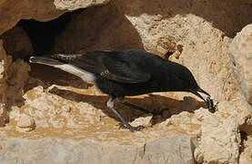 White-crowned Wheatear