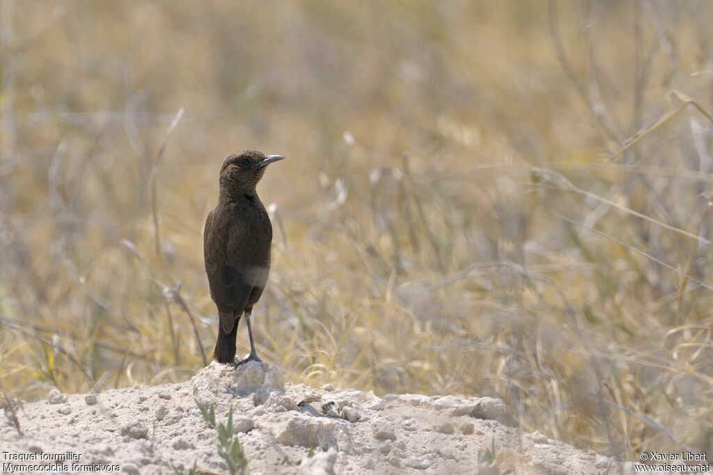 Traquet fourmilier femelle adulte, identification