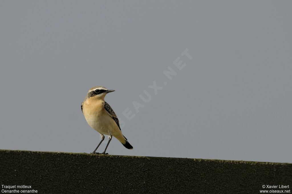 Northern Wheatear male adult, identification