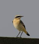 Northern Wheatear