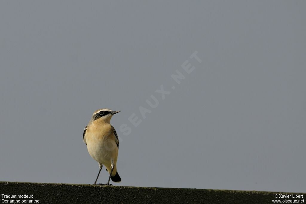 Northern Wheatear male adult, identification