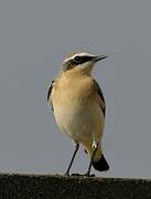 Northern Wheatear