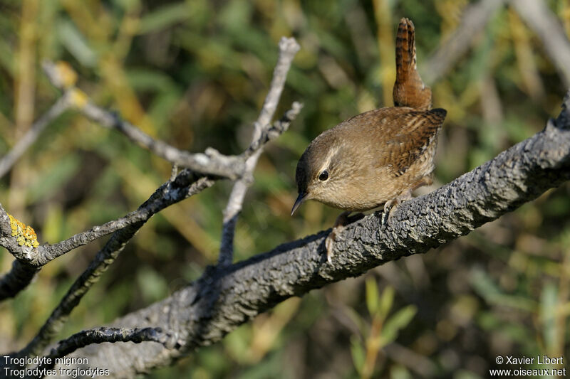 Troglodyte mignon, identification