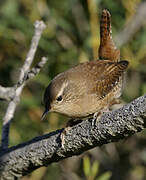 Eurasian Wren