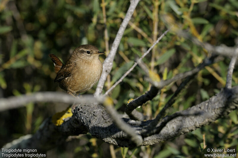 Eurasian Wren, identification