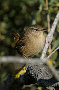 Eurasian Wren