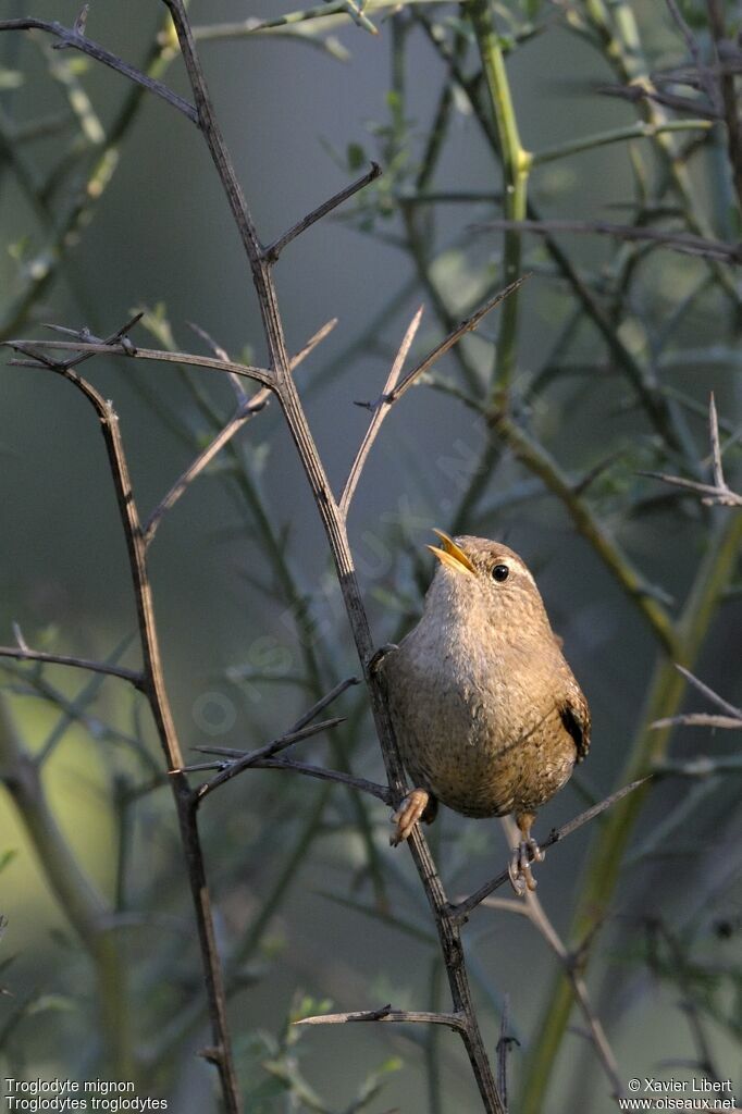 Troglodyte mignon, identification