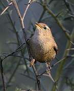 Eurasian Wren