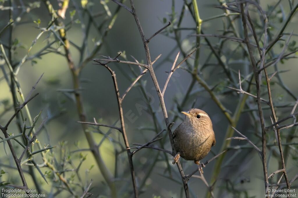 Eurasian Wren, identification