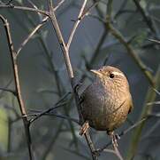 Eurasian Wren